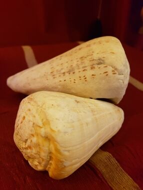 Pair of Huge Vintage Conical Marine Shells - Natural Curiosities - 3" & 4"